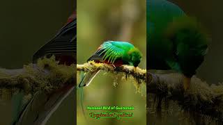 breathtaking beauty of the resplendent quetzal Guatemalas national bird [upl. by Florri]