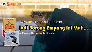 Umpan Ikan Mas Dadakan Djempol Amis Special  Langsung Test [upl. by Eedyah]