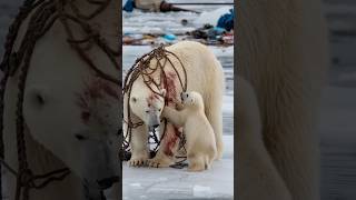 A heartfelt tale of sailors rescuing a severely injured mother polar bear trapped in a netpolarbear [upl. by Nate]