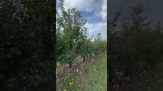 Fishkill Farms  NY  apple 🍎 picking [upl. by Isawk746]