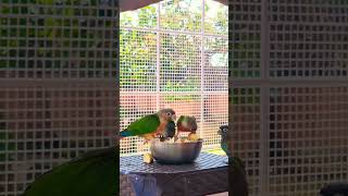 Yellow Sided Conures 😍 Enjoying thier Meal ❤ Birds of Petslot [upl. by Notlok]