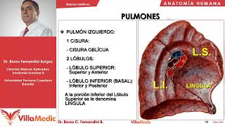 Pulmones arbol bronquial  Tórax parte 3  Anatomía Humana FÁCIL  Ciencias básicas  Villamedic [upl. by Kcirdehs]