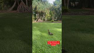 Can a Duck fly Is this a flying duck Leave your cmnt ducks birds animals viralvideo pets usa [upl. by Nosduj]