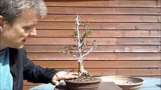 Yew Bonsai with deadwood 1 Repotting [upl. by Nnylylloh]