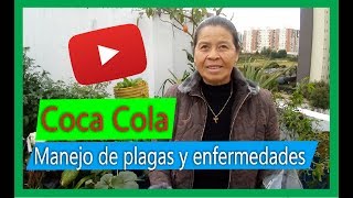 Cómo preparar un insecticida casero para plantas con Coca Cola te SORPRENDERÁS 🧐🧐 [upl. by Araccat]