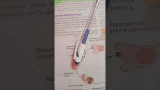 Chlamydia Trachomatis  Chlamydia Pneumonia  Levinson Chapter 25  Chlamydiae [upl. by Kablesh353]