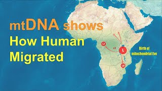 mtDNA shows how humans migrated across the World [upl. by Aicnelev365]