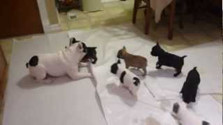 French bulldog playing with his pups [upl. by Omrelliug]