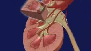 Ultrafiltration urine formation processstructure of nephronHuman physiology NEET exam [upl. by Themis]