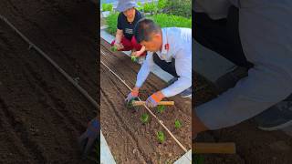 Leek root transplanting skills how to grow leeks leek planting leek root [upl. by Sarge]