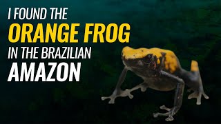 I found the Orange Frog in the Brazilian Amazon [upl. by Dirgni]