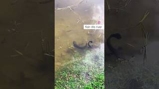 murrel fish spotted in India river beast bgm fishinglife viralshort [upl. by Larner]