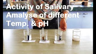 ACTIVITY OF SALIVARY AMYLASE AT DIFFERENT TEMPERATURE AND pH [upl. by Swithbart]