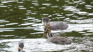 Grebes feeding crayfish and other fish to chicks [upl. by Jehovah878]