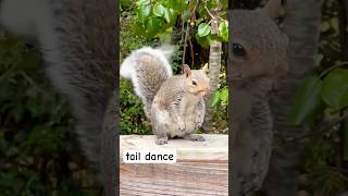 Tail dance dance music squirrel shortvideo shorts short shortsvideo [upl. by Collin233]