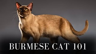 Burmese Cat 101  Everything You Need to Know [upl. by Annor204]