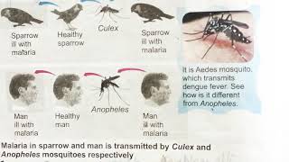 Types of mosquitoes  Anopheles  Culex  Aedes aegypti [upl. by Denn]