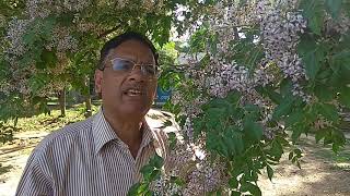 Melia azedarach Persian Lilac Pride of India बकायन दरहैंक in full bloom at University of Jammu [upl. by Trinidad]