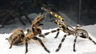 EPIC BATTLE BIG SPIDER vs TARANTULA [upl. by Seve]