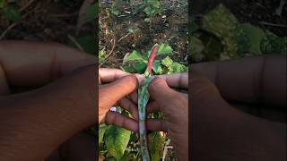 How big and fresh are the grains in the black cowpea pod farming gardening satisfying shorts [upl. by Ylrebnik]