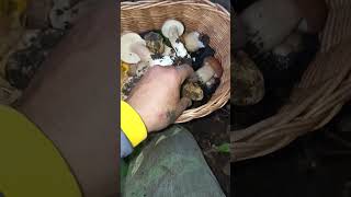 Porcini e tartufi tartufotruffletruffesmushroomporcinimushroomsnaturewoodworkingnature [upl. by Shaver847]