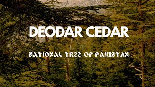 Deodar Cedar Guardians of the Himalayas 🌲  Medicine Ecology and Morequot [upl. by Yllen167]