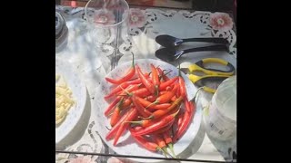 Red Chilli and Garlic Picklein mithi mithi dhup tzfoodandlife [upl. by Raimund848]