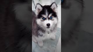 Husky❤️🥺🐶share like comment puppy subscribe trendingsong husky dogdoglover viralshort [upl. by Xineohp393]