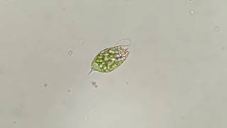 Euglena viridis [upl. by Leval253]