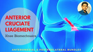 ANTERIOR CRUCIATE LIGAMENT  ACL Biomechanics and anatomy Knee biomechanics [upl. by Greyso811]