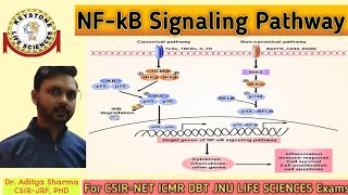 NFkB Signaling PathwayInflammatory Signaling Pathway by Dr Aditya Sharma CSIRJRF PHD [upl. by Yensehc]