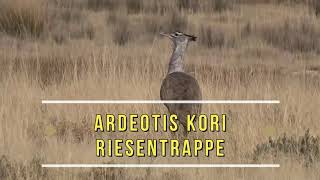 Namibia  Riesentrappe Ardeotis kori [upl. by Burne]