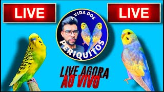 A VIDA DOS PERIQUITOS está ao vivo [upl. by Myke]