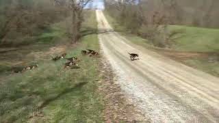 Woodpont Beagles Hunting 32724 [upl. by Agan]