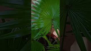 Livistona chinensis tropical plant Indoor decorating ideas trendingytshort school gardening [upl. by Annauj]