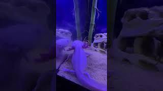 Chalco gölünü düşünüyor 😔 keşfet akxolotl axolotl aksolotl aquarium axolotls sadposts sad [upl. by Otha]