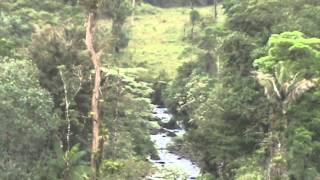 Video finca Guapiles [upl. by Nash]