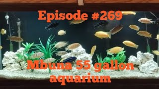 Mbuna 55 gallon aquarium [upl. by Ahsiekan]