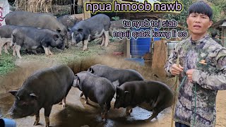 ua nqaij npuas hmoob noj nawb kv niam muab ib tus npua los ua kev zoo siab hu pawg ntseeg tuaj [upl. by Laroc]