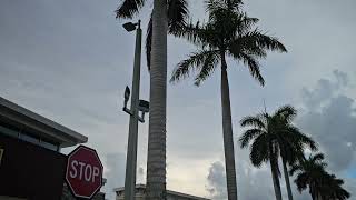 Foxtails Versus Royals  Two Similar Looking Palms With Different Needs [upl. by Martinez]