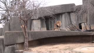 Lion and Lioness Roaring  Louisville Zoo [upl. by Rica757]