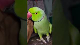 Indian Ringneck parrot talking parrot birds [upl. by Valaria]