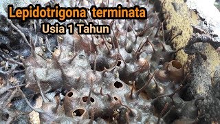 Lepidotrigona terminata 2 Panen madu terminata usia 1 tahun [upl. by Sondra604]