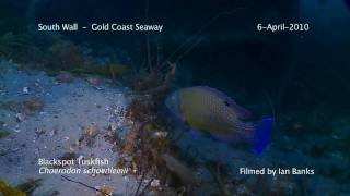 Blackspot Tuskfish Choerodon schoenleinii South Wall Gold Coast Seaway QLD Australia [upl. by Alvina]