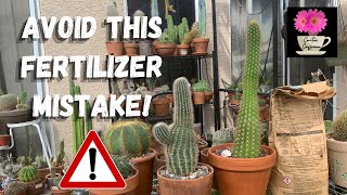 What Incorrect Fertilizing Can Do to Your Cactus  Fertilizing Cacti [upl. by Harac128]