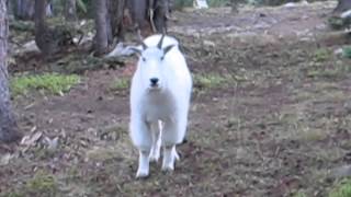 Colorado Mountain Goat Encounter [upl. by Ahsiruam]