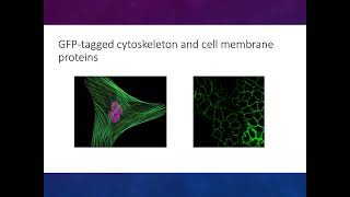 Fluorescent proteins [upl. by Asenad]