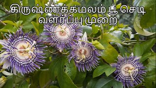 தெய்வீக மணம் வீசும் கிருஷ்ண கமலம் பூ செடி வளர்ப்பு முறை  Krishna Kamalam  Passion flower plant [upl. by Lokim]