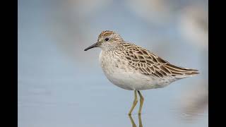 Sharptailed Sandpiper [upl. by Lacy638]