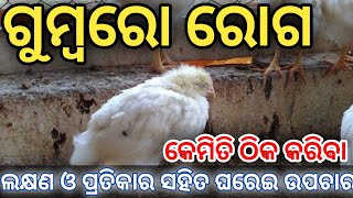 gumboro disease in poultry  treatment of gumboro disease in poultry  gumboro vaccine for chicks [upl. by Lokim]